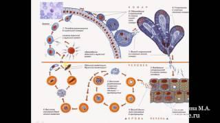 Биология в картинках: Цикл развития малярийного плазмодия (Вып. 3)
