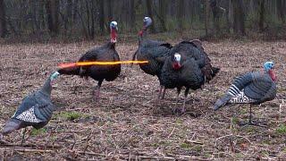 50 Gobblers in 5 Minutes! (ULTIMATE Turkey Hunting Compilation)