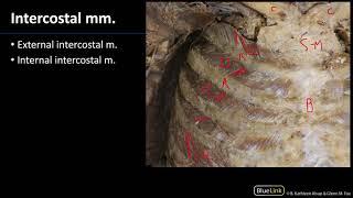 MSK Lab 1 Station 23 - Intercostal Muscles