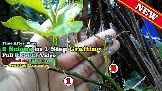 2 Scions in 1 Step Grafting Time After Time by Grafting Examples