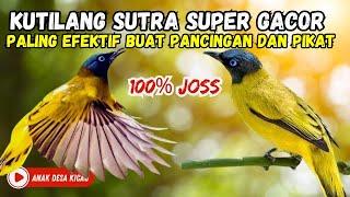 PANCINGAN KUTILANG SUTRA SUPER GACOR, Burung Kutilang Sutra/Percang/cepcep