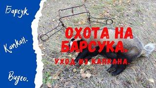 Охота на барсука  Уход из капкана