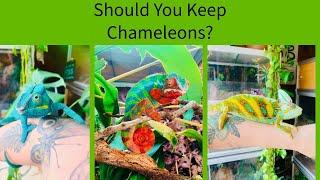 Why Chameleons Are Intimidating/ Sad Update