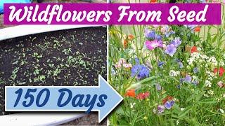 Wild Flowers Growing from Seed 150-day Timelapse
