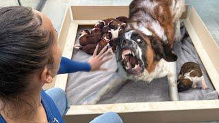 Huge Rescue Dog Gives Birth and Everything Goes Wrong..