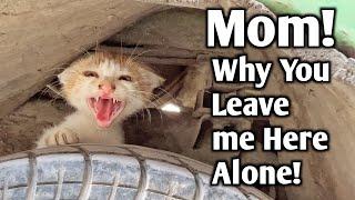 Aggressive Kitten Rejected Everything and saying "I just want only my Mom Back!"