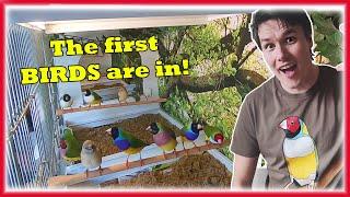 *AMAZING* BIRD & FINCH Room Build, The First Finches Part 2