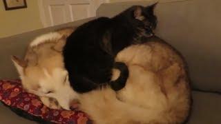 Cat hilariously decides to sleep on top of husky dog