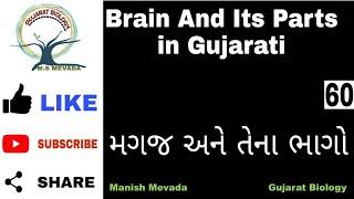 Brain & Its Parts in Gujarati (મગજ અને તેના ભાગો )