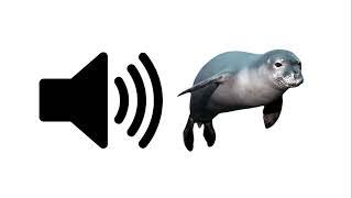 Seal - Sound Effect | ProSounds