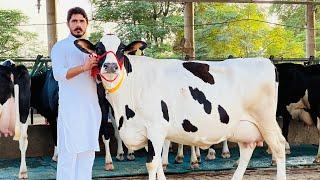 Biggest Cow seller in India | 60 Cows at Gurwinder Dairy Farm | Pure ABS Breed