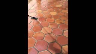 How to Apply Topcoat Sealer To Mexican Saltillo Tiles | Terracotta Floor Tile Sealer Application