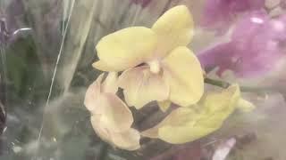обзор завоза орхидей // попадаются ШИКАРНЫЕ орхидеи по 850 руб