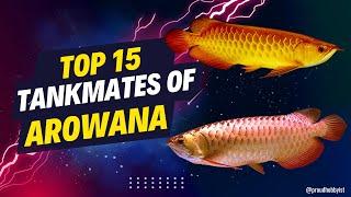 Top 15 Tankmates of Arowana | Tankmates for Arowanas | Proud Hobbyist