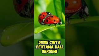 Disini Cinta Pertama Kali Bersemi #comedy #omcheapto #funny  #shorts #cantik #viral #lucu #indonesia