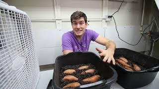 How to grow your own sweet potato slips, using store bought sweet potatoes!