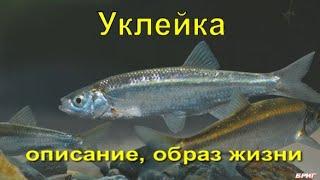 Уклейка . Описание, образ жизни, как ловить.