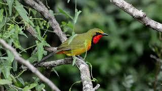 Gorgeous Bush-shrike calling in the open.