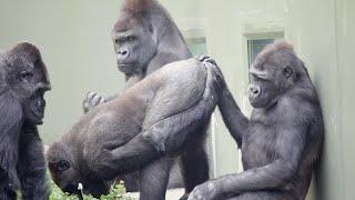 Male Gorilla Embarrassed For Mom To See His butt  | The Shabani Family