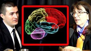 The three-layer view of the brain is a myth | Lisa Feldman Barrett and Lex Fridman