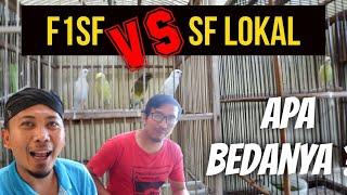 Kenari F1 SF VS SF LOKAL Ternyata Ini Bedanya...