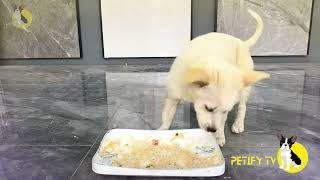 Cute Puppies Food Review  Petify TV Dogs Series 37  Puppies Food Review Channel Videos