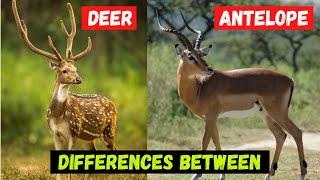What's The Differences Between Deer and Antelope - Comparison and Hidden Facts