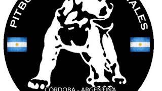 CACHORROS LOCOS!!! PEQUEÑOS GIGANTES!!!! PITBULL ARTES MARCIALES MIXTAS CÓRDOBA ARGENTINA