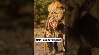 Why Male Lions Target Cubs: A Survival Instinct #lions #cubs #animals