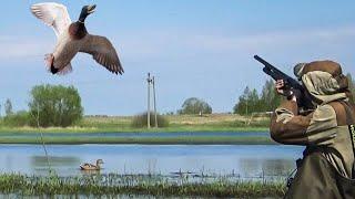 HUNTING WITH LIVE BAIT FOR A MALE DUCK. Best Shot