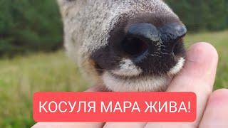 СРОЧНО! КОСУЛЯ МАРА ЖИВА!