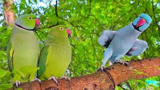 Funny Parrot Talking Natural Sounds