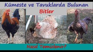 Kümeste ve Tavuklarda Bulunan Bitler Nasıl Temizlenir?