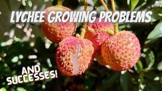 Lychee Tree Growing Tips | New Tree Planting | Mulch | Dealing with Pests | Splitting Fruit