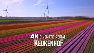 KEUKENHOF  AMSTERDAM Drone 4K World's largest Tulip Fields 2024