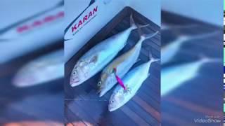 KAKIÇ KIRAN KUZU #AMBERJACK Fish Jigging