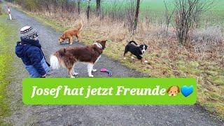 Berner Sennenhund Josef: Ich zeig dir meine Freunde