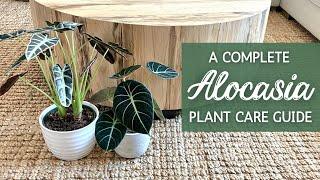 Complete Alocasia Care Guide | Elephant Ear Houseplant Care and Propagation