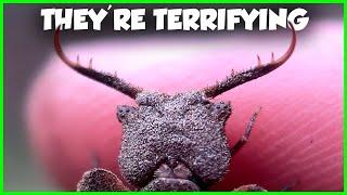 The WEIRDEST Insects in the US - Six-Legged Horrors