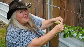 How to Do Young Espalier Apple Tree Pruning!