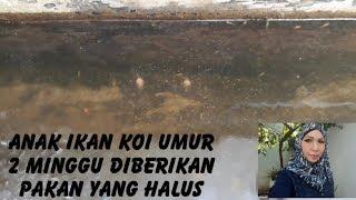 Anak Ikan Koi Umur 2 Minggu Di berikan Pakan Yang Halus