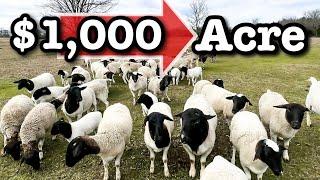 5 WAYS I'M RAISING SHEEP TO EARN $1000 PER ACRE | Micro Ranching For Profit Sheep Farming in the USA