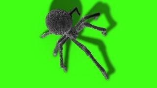 Green Screen Arachnid Black Widow Spider Invasion - Footage PixelBoom