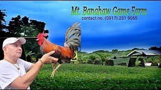 Lets Visit The Farm Of Mt  Banahaw Gamefarm