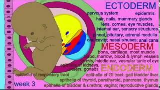 MOSAICISM, GYANDROMORPHS, OVOTESTES