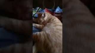 Jadi Kucing Itu Enak Ya.. Makan Tidur Makan tidur