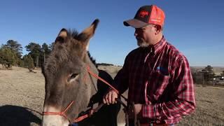 Halter Trainig - Timing is Everything