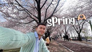 SPRING  | Cherry Blossoms Road | Busan 🫶