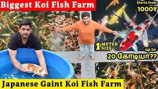 Biggest KOI Fish Farm in India | Original Japanese KOI Fishes | KOI FISH INDIA NIKISHIGOI | Kolathur