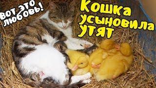 Вот это любовь! Удивительная дружба кошки и утят